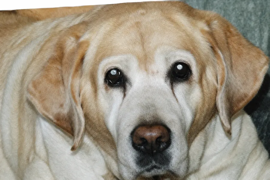 Abby, one of the Yilmaz family's yellow labs